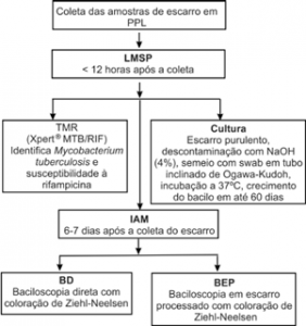 Incremento Da Baciloscopia No Diagnóstico De Tuberculose Pulmonar Em ...